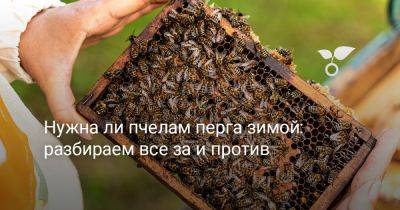 Нужна ли пчелам перга зимой: разбираем все за и против - botanichka.ru