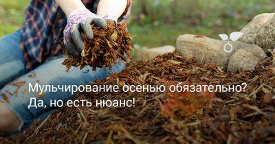 Мульчирование осенью обязательно? Да, но есть нюанс! - botanichka.ru