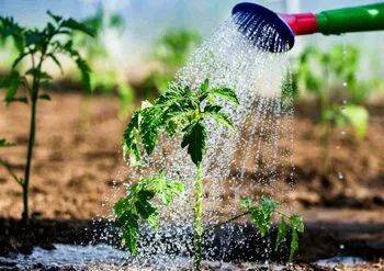 Полезные советы по организации полива в жаркую погоду: экономия воды и сохранение растений - land40.ru