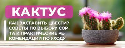Как заставить кактус цвести: советы по выбору сорта и практические рекомендации по уходу - yaskravaklumba.com.ua