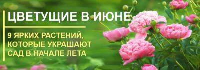 Цветущие в июне: 9 самых ярких растений - yaskravaklumba.com.ua