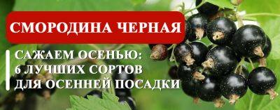 Осенью сажаем, а летом урожай собираем: 6 лучших сортов черной смородины для осенней посадки - yaskravaklumba.com.ua - Украина