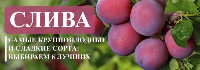 Самые крупноплодные и сладкие сорта сливы: выбираем 6 лучших - yaskravaklumba.com.ua - Украина