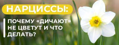 Нарциссы «дичают»: почему не цветут и что делать - yaskravaklumba.com.ua