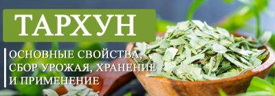 Заготавливаем тархун: основные свойства, сбор урожая, хранение и применение - yaskravaklumba.com.ua
