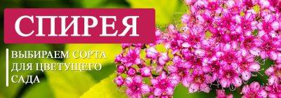 Выбираем лучшие сорта спиреи: с фото и описанием - yaskravaklumba.com.ua - Украина