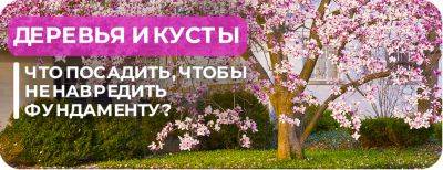 Деревья и кусты у дома: что посадить, чтобы не навредить фундаменту и мощению - yaskravaklumba.com.ua