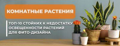 Комнатные растения: топ-10 стойких к недостатку освещенности растений для фито-дизайна - yaskravaklumba.com.ua