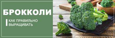 Как правильно выращивать брокколи: все нюансы посадки - yaskravaklumba.com.ua - Украина