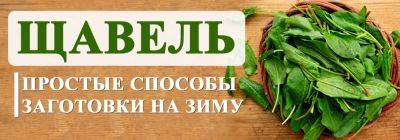 Весенний щавель на зиму: простые способы заготовки - yaskravaklumba.com.ua - Украина