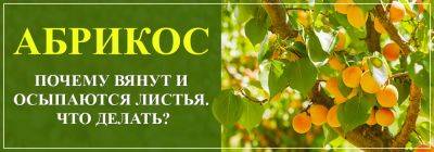 Почему на абрикосе вянут и осыпаются листья: причины и что с этим делать - yaskravaklumba.com.ua - Украина