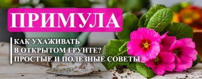 Примула садовая: как ухаживать? Простые и полезные советы - yaskravaklumba.com.ua