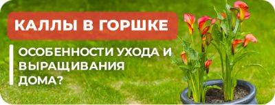 Каллы в горшке – особенности ухода и выращивания дома - yaskravaklumba.com.ua