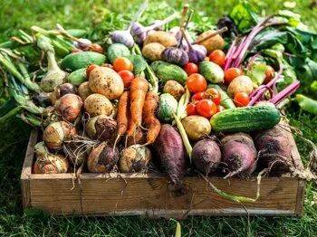 Вегетарианский огород: как выращивать свою пищу на собственном участке - land40.ru