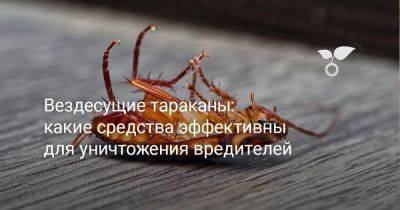 Вездесущие тараканы: какие средства эффективны для уничтожения вредителей - botanichka.ru