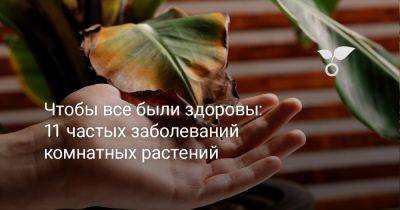 Чтобы все были здоровы: 11 частых заболеваний комнатных растений - botanichka.ru
