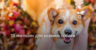 10 «нельзя» для хозяина собаки - botanichka.ru