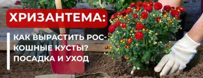 Хризантемы: как вырастить роскошные кусты – посадка и уход - yaskravaklumba.com.ua