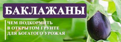Не пропусти! Чем подкормить баклажаны в открытом грунте для богатого урожая - yaskravaklumba.com.ua - Украина