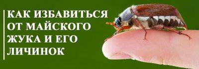 Как избавиться от майского жука и его личинок - yaskravaklumba.com.ua