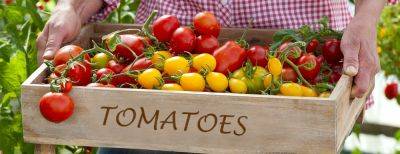 Типы томатов: детерминантные и индетерминантные – различия, особенности, преимущества - yaskravaklumba.com.ua