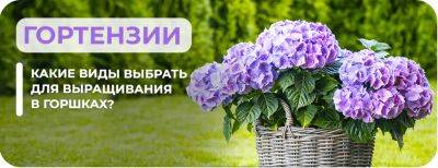 Гортензии для выращивания в горшках: какие виды выбрать - yaskravaklumba.com.ua - Украина