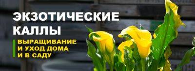 Экзотичные цветы Каллы. Зантедексия: выращивание и уход дома и в саду - yaskravaklumba.com.ua