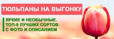 Лучшие 9 сортов тюльпанов для выгонки (названия, фото, описания) - yaskravaklumba.com.ua