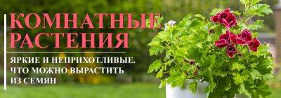 Лучшие 6 комнатных растений, которые можно вырастить из семян - yaskravaklumba.com.ua