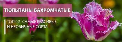 Тюльпаны бахромчатые: самые красивые и необычные сорта - yaskravaklumba.com.ua