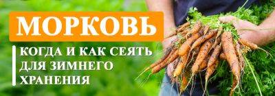 Когда и как сеять морковь для зимнего хранения - yaskravaklumba.com.ua