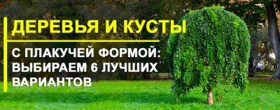 Самые красивые деревья и кустарники с плакучей формой: выбираем 6 лучших - yaskravaklumba.com.ua