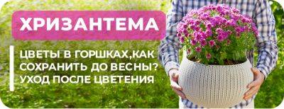 Хризантемы в горшках: как сохранить до весны – уход после цветения - yaskravaklumba.com.ua