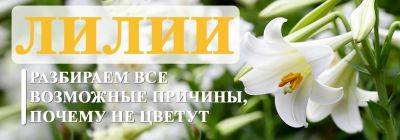 А где же цветочки? 5 возможных причин, почему не цветут лилии - yaskravaklumba.com.ua