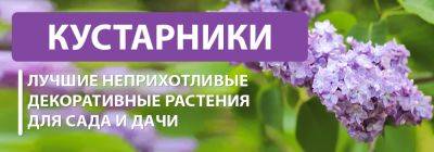 Лучшие неприхотливые декоративные кустарники для сада и дачи - yaskravaklumba.com.ua