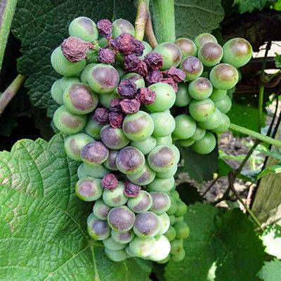 Почему ягоды на винограде сохнут, а не спеют: 3 основные причины - yaskravaklumba.com.ua - Украина - г. Виноград