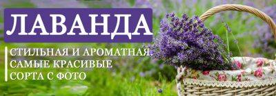 Стильная и ароматная: выбираем 9 лучших сортов лаванды - yaskravaklumba.com.ua - Украина