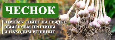 Почему гниет чеснок: выясняем причины и находим решения - yaskravaklumba.com.ua - Украина