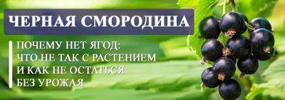 Почему не плодоносит черная смородина: 4 причины - yaskravaklumba.com.ua - Украина