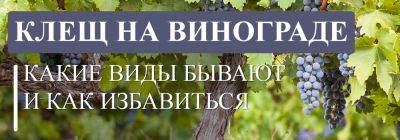 Клещ на винограде: какие бывают и как избавиться - yaskravaklumba.com.ua - г. Виноград