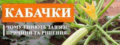 Почему гниют завязи кабачков: причины и решения - yaskravaklumba.com.ua