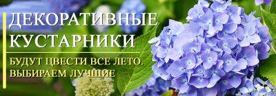 Лучшие декоративные кустарники, которые цветут все лето - yaskravaklumba.com.ua