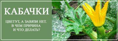 Кабачки цветут, а завязей нет: в чем причина и что делать? - yaskravaklumba.com.ua - Украина