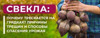 Почему трескается свекла на грядках: причины трещин и рабочие способы спасения урожая - yaskravaklumba.com.ua