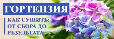 Как сушить цветы гортензии: от сбора до получения результата - yaskravaklumba.com.ua