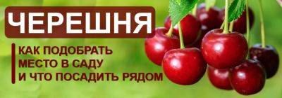 Черешня в саду: как подобрать место и что посадить рядом - yaskravaklumba.com.ua - Украина