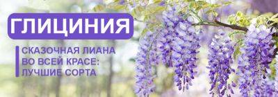 Сказочная лиана во всей красе: лучшие сорта глицинии - yaskravaklumba.com.ua - Украина