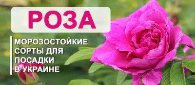 Зимостойкие розы: какой выбрать сорт для посадки в Украине - yaskravaklumba.com.ua - Украина
