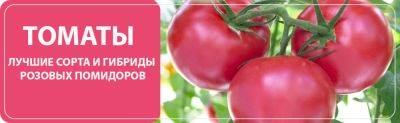 Лучшие сорта и гибриды розовых (малиновых) томатов - yaskravaklumba.com.ua