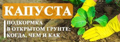 Подкормка капусты в открытом грунте: когда, чем и как - yaskravaklumba.com.ua